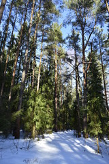 зимний лес.