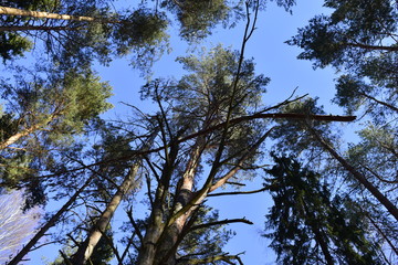 деревья с низу.