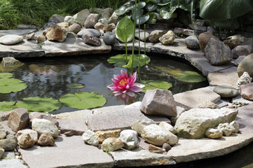 Водяная лилия в пруду