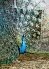 Obraz premium Photo portrait of beautiful peacock
