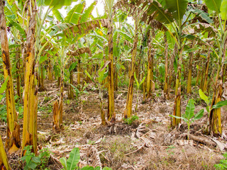 Banana farming in Brazil