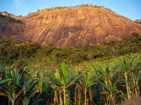Banana farming with a mountain in the background in Brazil