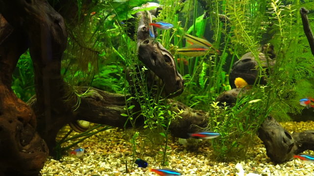 Video aquarium fish swimming in a large aquarium