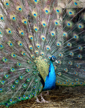 Photo portrait of beautiful peacock