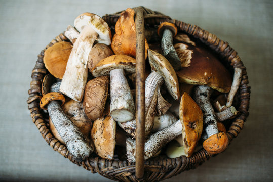 wild mushrooms in the basket