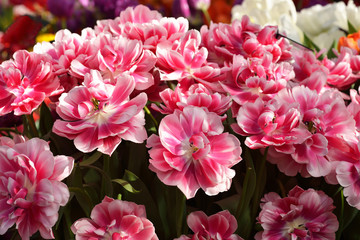 Beautiful Tulipa Zizanie