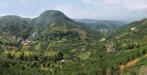 Fototapeta na wymiar Kumquat trees plantation and valleys near Yangshuo,