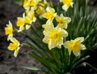 the blossoming spring flowers a fragment