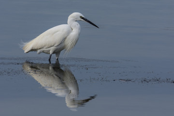 Little egret in the water