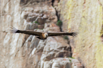 griffon vulture in flight