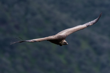 griffon vulture in flight