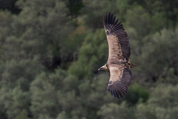 griffon vulture in flight