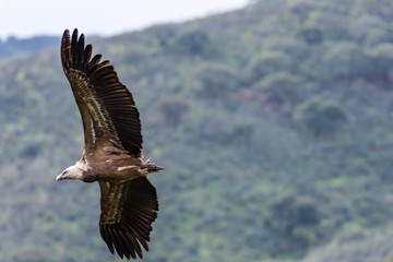 Fototapeta na wymiar griffon vulture in flight