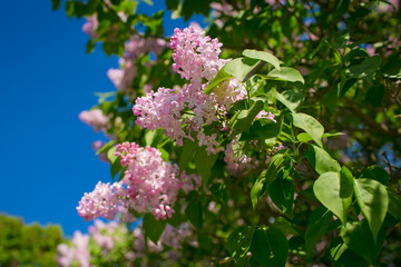 Bunch of violet lilac flower in sunny spring day in front of blu