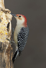 Male Red bellied Woodpecker (Melanerpes carolinus)