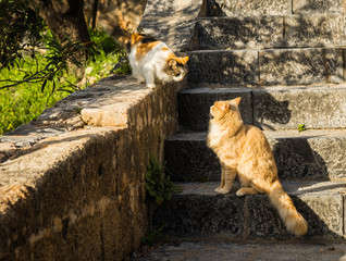 Cats at Lindos town in Rodos, Greece