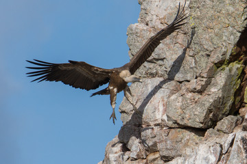 landing griffon vulture in flight