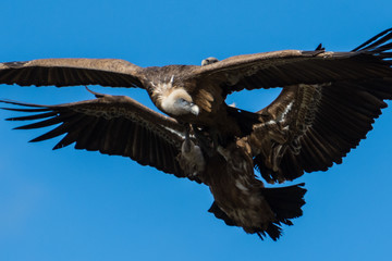 fighting griffon vultures in flight