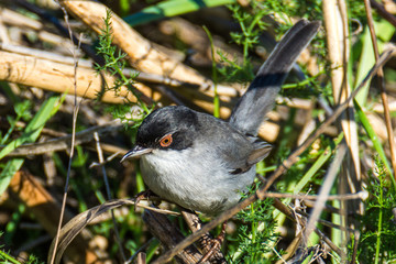 sardinian warbler in Extraadura