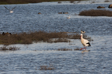 stork in water