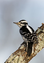 Female Hairy Woodpecker (Picoides villosus)
