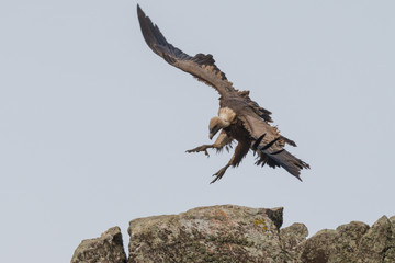 griffon vulture in flight