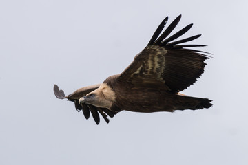 griffon vulture in flight