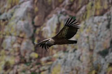 griffon vulture in flight