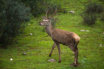 deer on a green-field site
