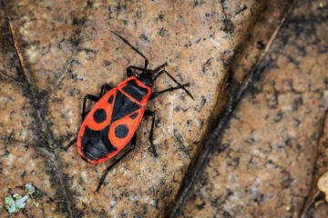 red soldier bug