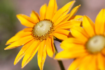Pretty Yellow Sunflowers Closeup