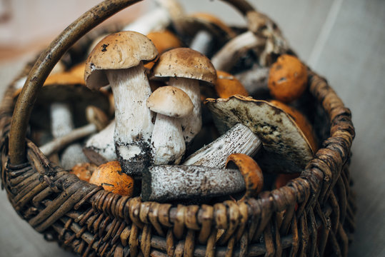 wild mushrooms in the basket