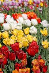 Many colorful Tulips good for background use