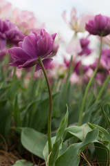Delicate purple peony flowering tulip on a softly curving stem