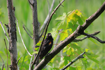  Common grackle bird on the branch of a tree