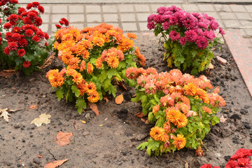 Хризантемы, цветы осени