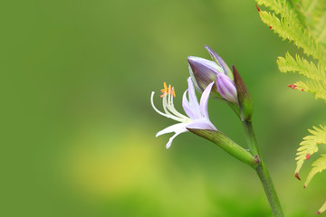 Purple bell flower close up shot