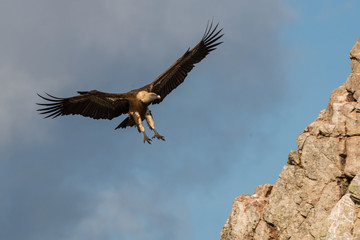 landing griffon vulture in flight