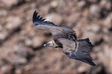 griffon vulture in flight