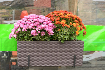 Хризантемы, цветы осени