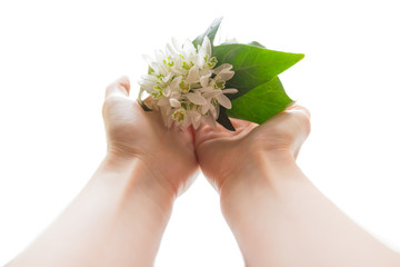 snowdrops in hands isolated