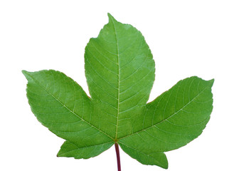 Green leaf with red stem on white background.
