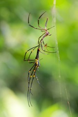Giant spider molting and breeding