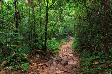 Path in deep jungle