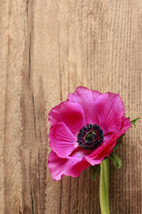 Pink anemone flower on wooden background