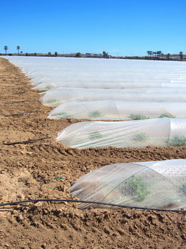 Plasticulture In Agriculture With Drip Irrigation