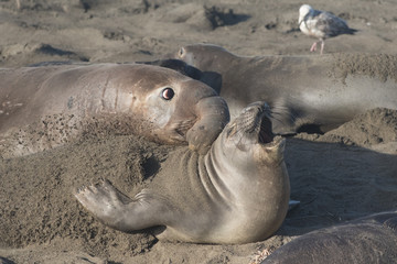 Northern Elephant Seal Bull and Cow at Piedras Blancas Elephant Seal Rookery, California