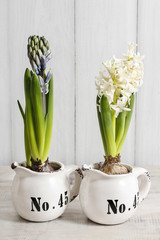 Easter table decoration with hyacinth flowers