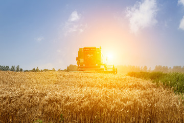 Fototapeta premium Combine harvester harvest ripe wheat on a farm