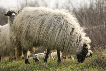 sheep